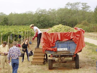 Proizvoai groa su odahnuli – detalj s berbe