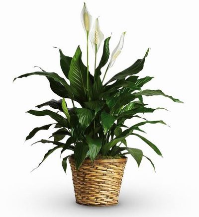 Spathiphyllum ili Mirni ljiljan