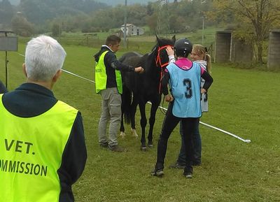 Zahtjevni veterinarski standardi